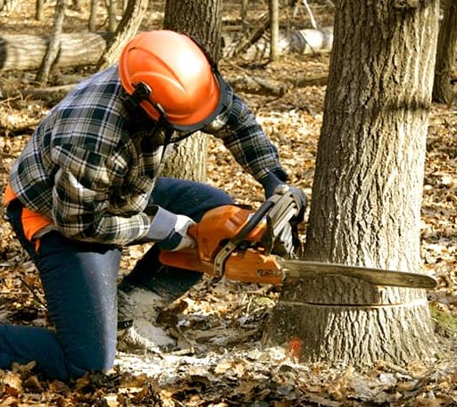 Tree Removal in Marshall, AR